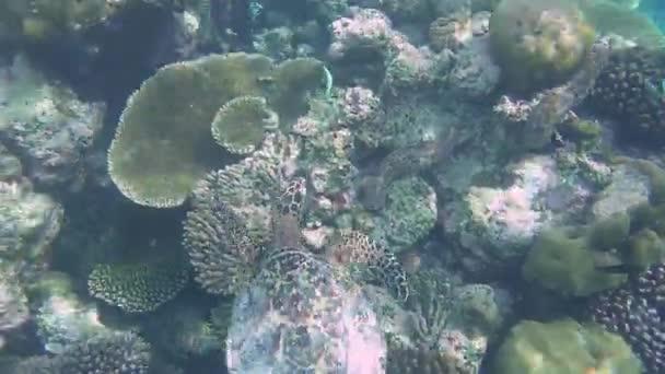 Bir Deniz Kaplumbağası Mercan Resifinde Yüzer — Stok video