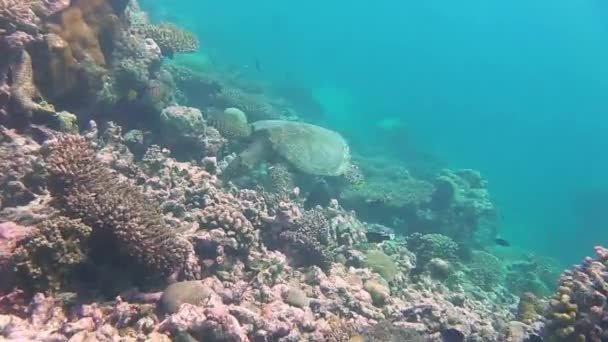 Een Zeeschildpad Zwemt Een Koraalrif — Stockvideo