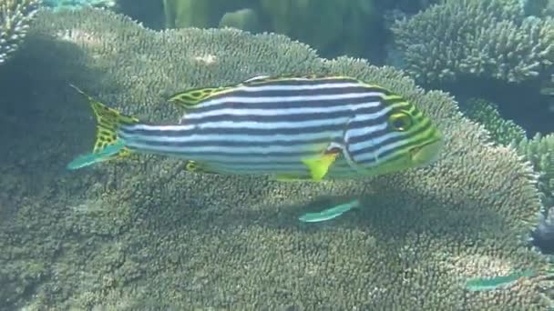 Ein Orientalischer Süßlippenfisch Schwimmt Korallenriff — Stockvideo