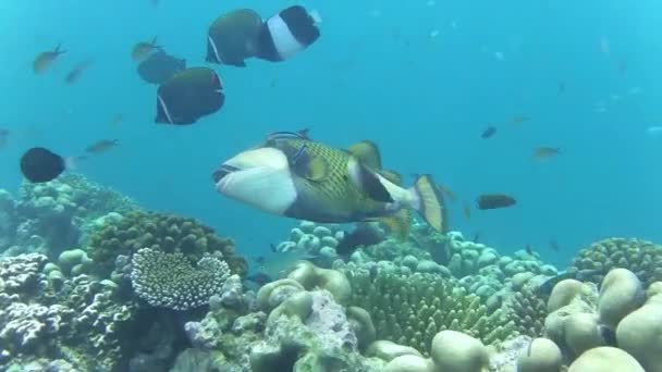 Giant Puffer Fish Swimming Coral Reef — Stock Video