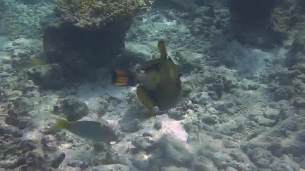Pez Globo Gigante Nadando Arrecife Coral — Vídeo de stock