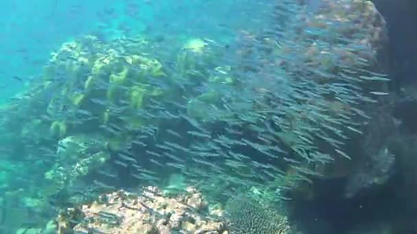 Enorme Sciame Pesce Fascia Scura Che Nuota Una Barriera Corallina — Video Stock