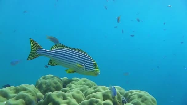 Orientalisk Sötläppsfisk Som Simmar Korallrevet — Stockvideo