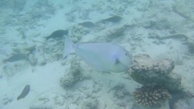 Bir dişi kambur balina açık denizde yüzer.