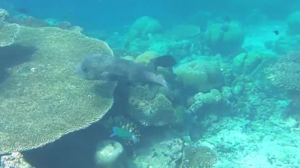 Ein Gewöhnlicher Igelfisch Einem Korallenriff — Stockvideo
