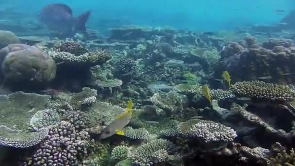 Muchos Salmonete Rojo Aleta Amarilla Nadar Mar — Vídeo de stock