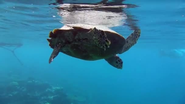 Eine Schildkröte Auf Der Wasseroberfläche Zum Atmen — Stockvideo