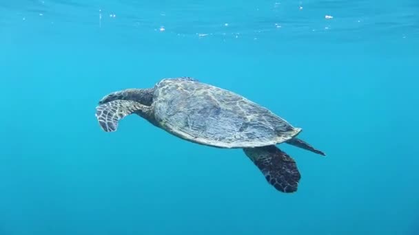 Eine Schildkröte Auf Der Wasseroberfläche Zum Atmen — Stockvideo