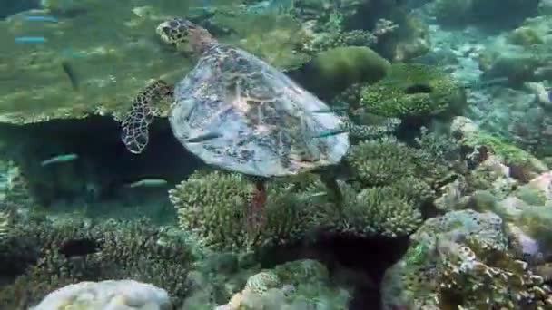 Turtle Swims Reef Seeks Food — Stock Video