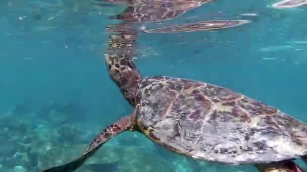 Eine Schildkröte Auf Der Wasseroberfläche Zum Atmen — Stockvideo