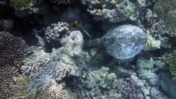 Schildkröte Schwimmt Riff Und Sucht Nahrung — Stockvideo