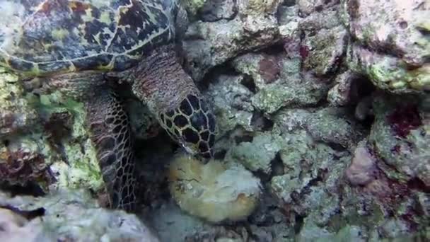 Een Schildpad Zwemt Een Rif Zoekt Voedsel — Stockvideo