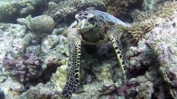 サンゴ礁でウミガメが泳いでいる — ストック動画