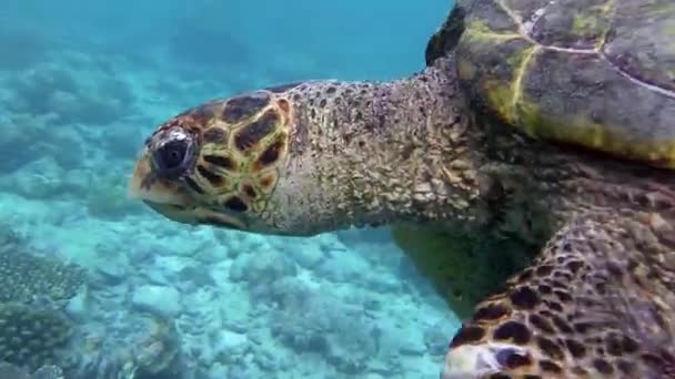 Eine Schildkröte Auf Der Wasseroberfläche Zum Atmen — Stockvideo