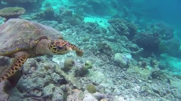 Μια Θαλάσσια Χελώνα Κολυμπάει Έναν Κοραλλιογενή Ύφαλο — Αρχείο Βίντεο