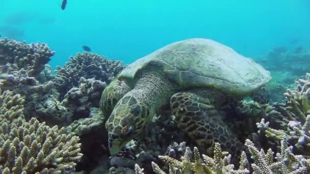 Havssköldpadda Simmar Ett Korallrev — Stockvideo