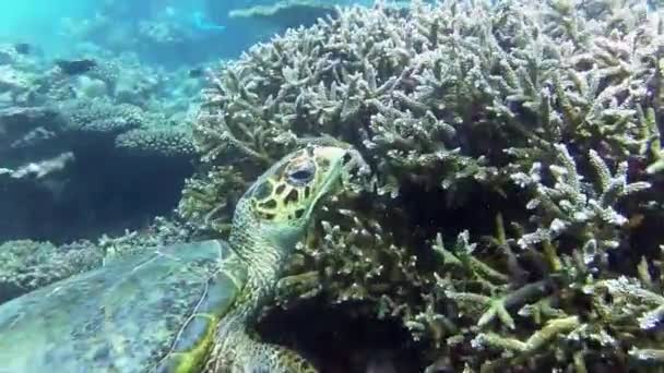 Eine Meeresschildkröte Schwimmt Einem Korallenriff — Stockvideo