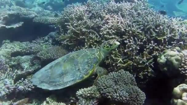 Havssköldpadda Simmar Ett Korallrev — Stockvideo