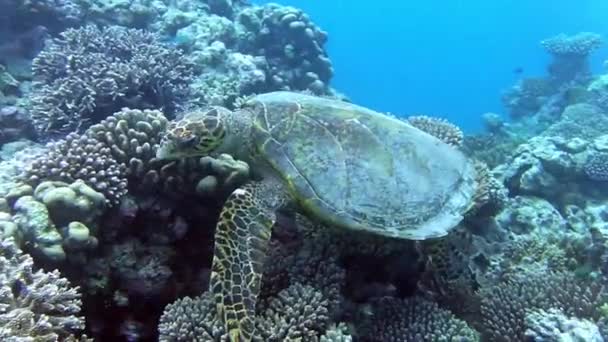サンゴ礁でウミガメが泳いでいる — ストック動画