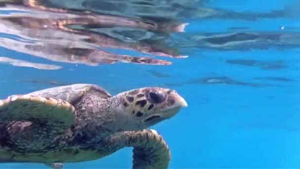 Черепаха Поверхні Води Щоб Вдихнути — стокове відео