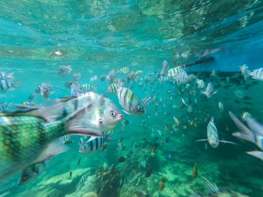 Şnorkelle yüzerken büyük bir balık sürüsü