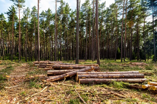 Część Lasu Iglastego Jest Wycinana — Zdjęcie stockowe