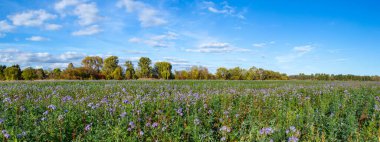Güzel orman ve tarlada çiçekler
