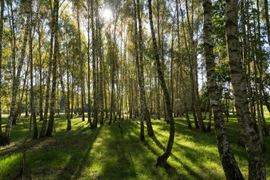 Ormanda renkli sonbahar yaprakları