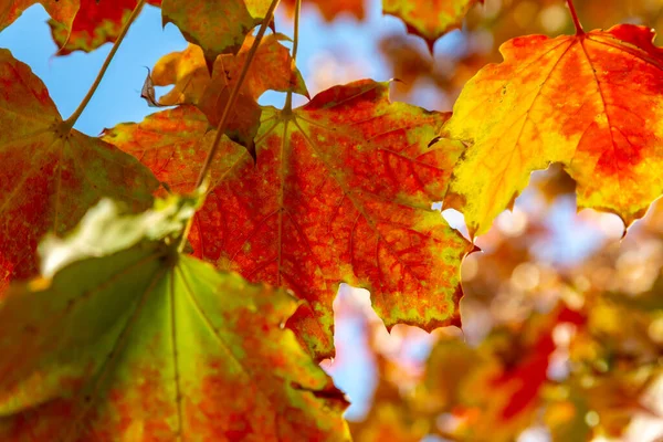 Folhas Outono Coloridas Floresta — Fotografia de Stock