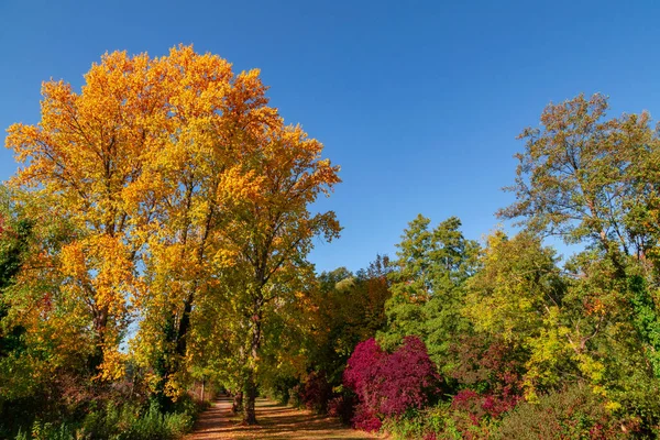 Folhas Outono Coloridas Floresta — Fotografia de Stock