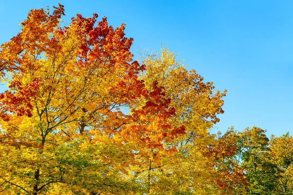 Folhas Outono Coloridas Floresta — Fotografia de Stock