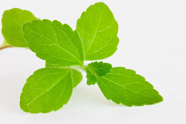 Stevia yaprağı hafif arkaplana karşı