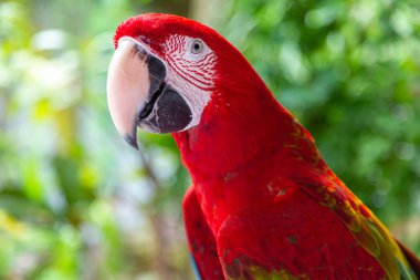 Portrait of a parrot in front of green background clipart