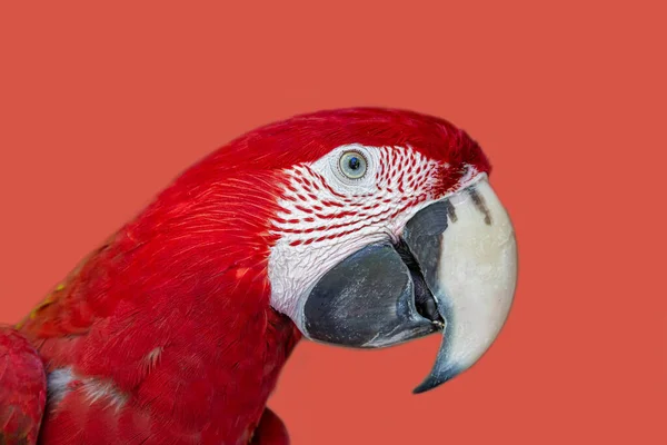Papagaio Contra Fundo Colorido Coral Vivo — Fotografia de Stock