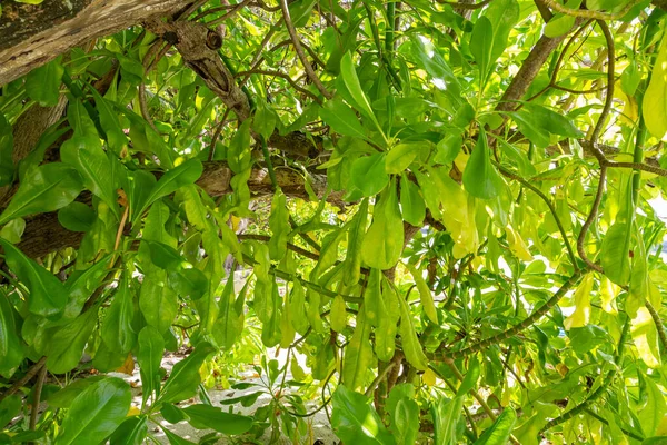 Plant Scaevola Taccada Maldives — Stock Photo, Image