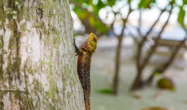 Jaszczurka Wysysająca Krew Drzewie Malediwach — Zdjęcie stockowe