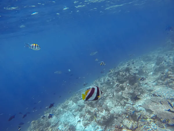 Bannerfische Schwimmen Der Wasseroberfläche — Stockfoto