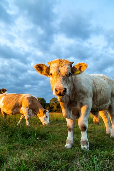 Cows Bulls Charolais Sunset Pasture — Stock Photo, Image