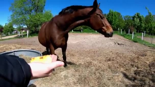 Een Bruin Paard Trakehner Wordt Gevoerd — Stockvideo