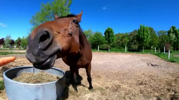 茶色の馬 トレッカーナー が給餌されます — ストック動画