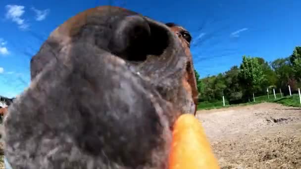 茶色の馬 トレッカーナー が給餌されます — ストック動画