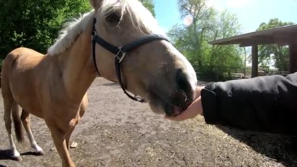 Ein Pferd Mit Wird Mit Apfel Gefüttert — Stockvideo