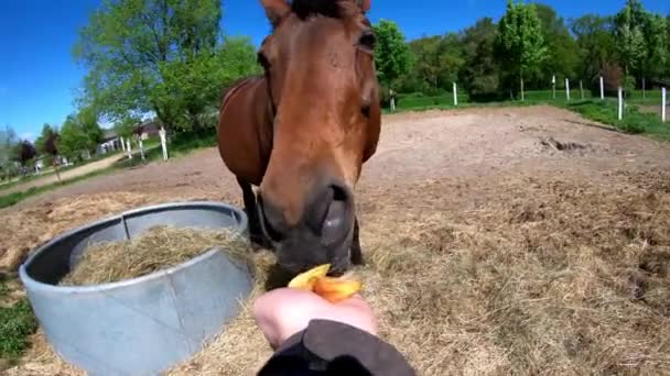 Caballo Marrón Trakehner Alimenta — Vídeos de Stock