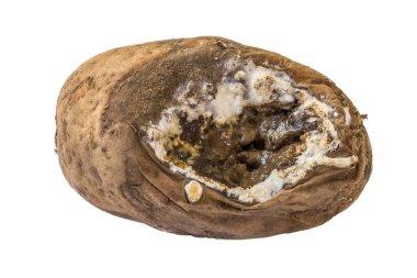 Patatesin içinde kurtçuklar olan eski küflü bir patates (Solanum tuberosum).