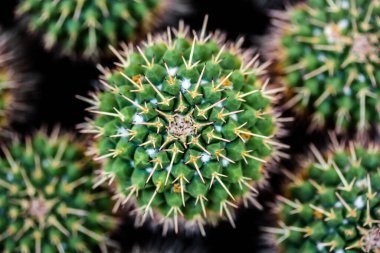 Kaktüse yakın çekim (Mammillaria kompressa))