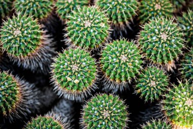 Kaktüse yakın çekim (Mammillaria kompressa))