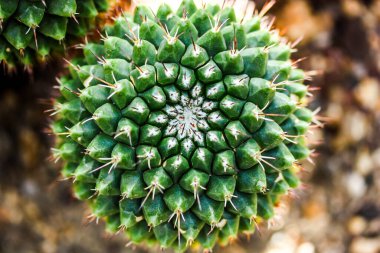 Kaktüse yakın çekim (Mammillaria kompressa))