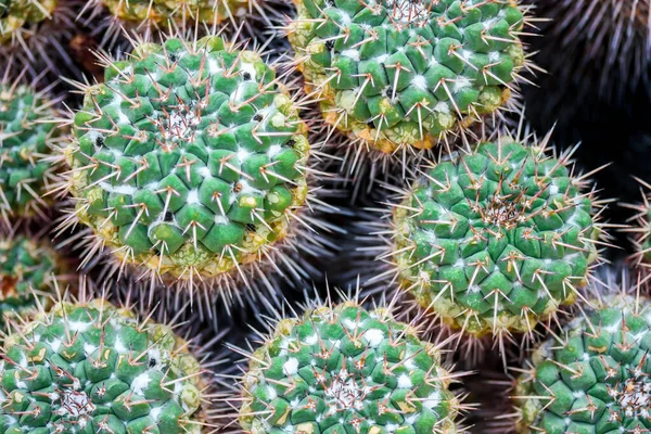 Close Cactus Mammillaria Compressa — Stock Photo, Image
