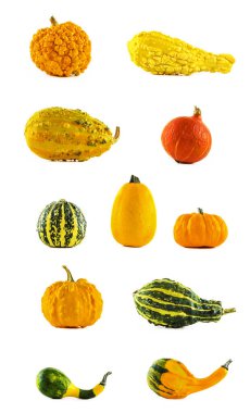 Beyaz arka planda farklı balkabaklarından oluşan büyük bir koleksiyon