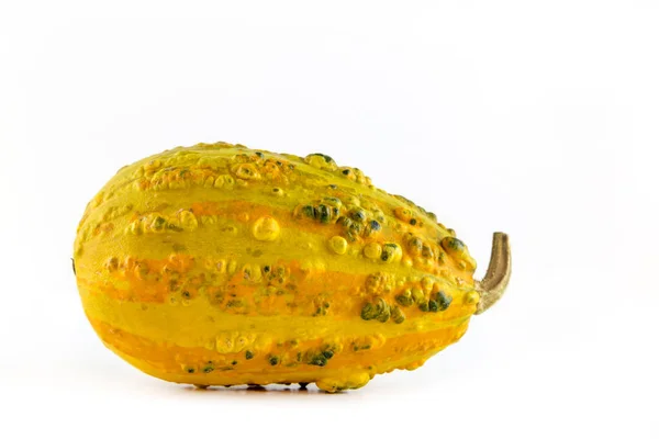 Single Pumpkin Delicata Squash Lies Front White Background Cut Outs — Stock Photo, Image